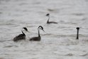 Western Grebe_DSC5475.20140606