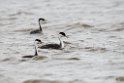 Western Grebe_DSC548620140606