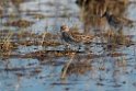 White-rumped Sandpiper_DSC561120140607