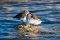 White-rumped Sandpiper_DSC615420140612