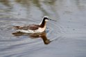 Wilson's Phalarope_DSC542420140606