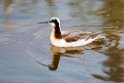 Wilson's Phalarope_DSC545420140606