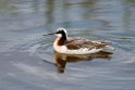 Wilson's Phalarope_DSC546020140606