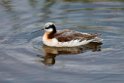 Wilson's Phalarope_DSC546320140606