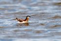 Wilson's Phalarope_DSC550520140606