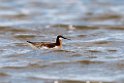 Wilson's Phalarope_DSC550720140606