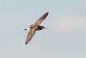 Wilson's Phalarope_DSC550820140606