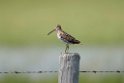 Wilson's snipe_DSC535120140605