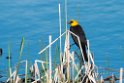 Yellow-headed Blackbird_DSC510420140601