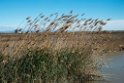 Ebro-deltaet.20140326_8162