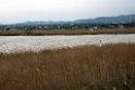 Ebro-deltaet.20140326_8366