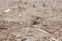 Engpiber.20140326_8422