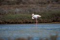 Flamingo.20140326_8210