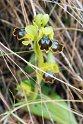 Ophrys fusca bilunulata.20140401_8462