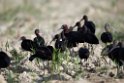 Sort ibis.20140326_8144