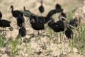 Sort ibis.20140326_8148