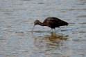 Sort ibis.20140326_8335