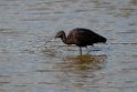 Sort ibis.20140326_8339
