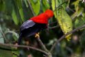 Andean Cock-of-the-Rock.20160113_6756