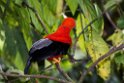Andean Cock-of-the-Rock.20160113_6762