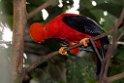 Andean Cock-of-the-Rock.20160113_6775