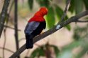 Andean Cock-of-the-Rock.20160113_6789