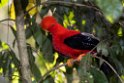 Andean Cock-of-the-Rock.20160113_6798