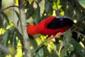 Andean Cock-of-the-Rock.20160113_6799