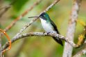 Andean Emerald.20160107_DSC9606