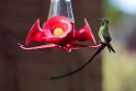 Black-tailed Trainbearer_20160103_9405