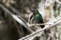 Black-thighed Puffleg.20160116_6676