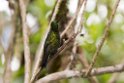 Black-thighed puffleg.20160115_6717