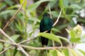 Black-thighed puffleg.20160115_6719