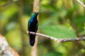 Black-throated Mango.20160107.DSC9611