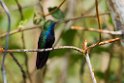 Black-throated Mango.20160108_6923