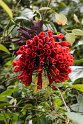 Blomst.20160114_6745