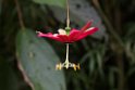 Blomst.20160122_6263