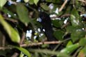 Blue-billed Curassow.20160109_6895
