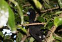 Blue-billed Curassow.20160109_6900