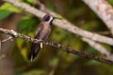 Brown Violetear.20160107.DSC9641