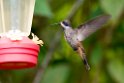 Brown Violetear.20160108_6907