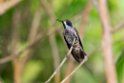 Brown Violetear_20160107.dc9595