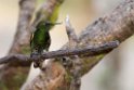 Buff-tailed Coronet_20160104_DSC9478