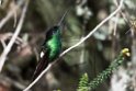 Buff-winged Starfrontlet.20160116_6654