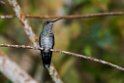 Crowned Woodnymph.20160108_6909