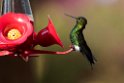 Glowing Puffleg_20150103_DSC9396