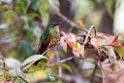 Golden-bellied Starfrontlet_20160104_DSC9467