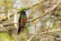 Golden-bellied Starfrontlet_20160104_DSC9485