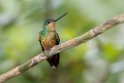 Golden-bellied Starfrontlet_20160104_DSC9488