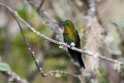 Golden-breasted Puffleg.20160115_6711
